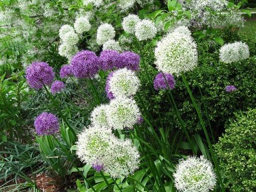 cómo propagar allium