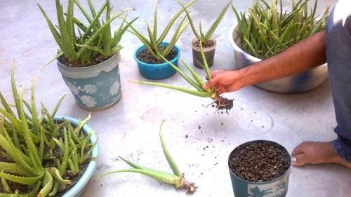 cómo propagar el aloe en casa