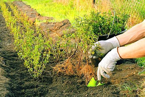 Transplantation des boutures sur le site