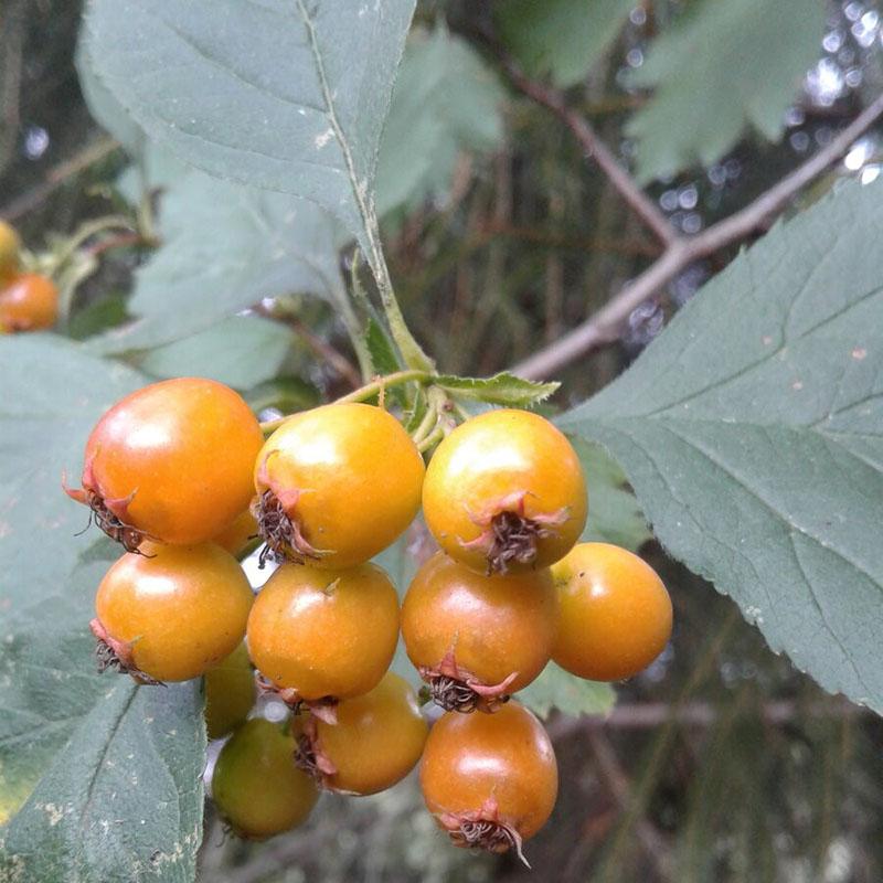 maturation de l'aubépine