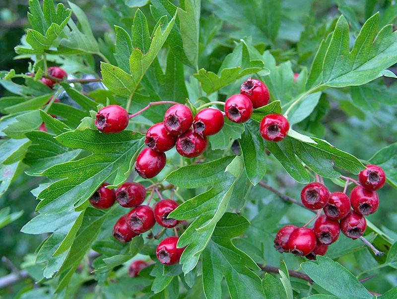 arbusto de frutos pequeños