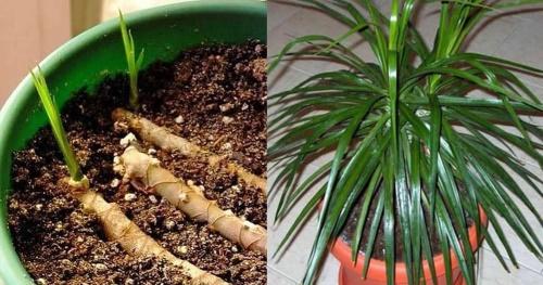 cómo propagar dracaena