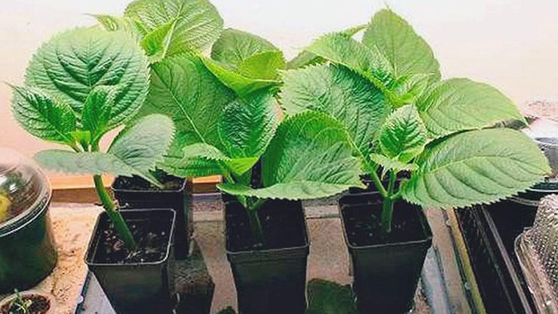 plantules solides