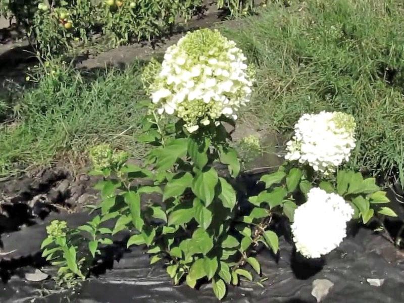 reproduction des hortensias par la progéniture