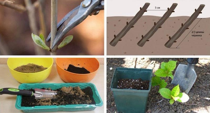 planter des boutures dans le sol