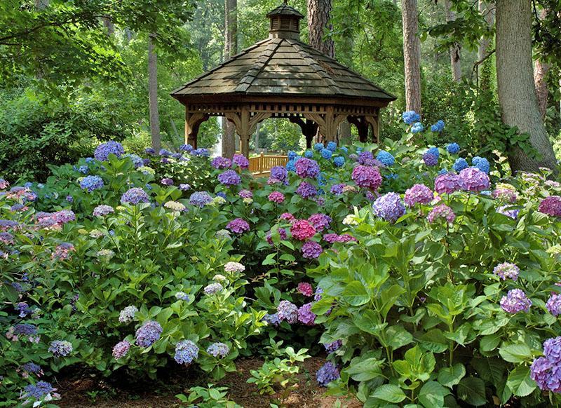 variétés d'hortensias dans le jardin