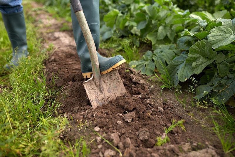 préparation du sol pour la plantation d'hortensias