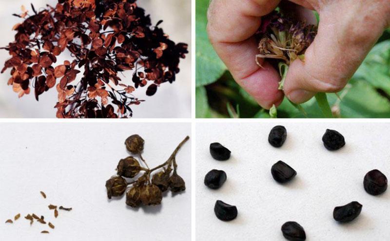 récolter des graines d'hortensia