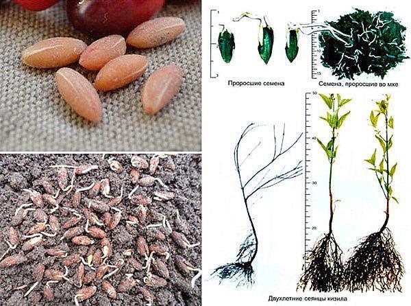 etapas de reproducción de semillas
