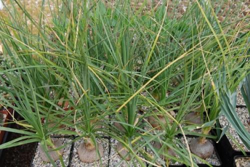 jeunes arbres à bouteilles