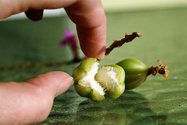 La propagación de semillas de una orquídea es la forma más laboriosa.