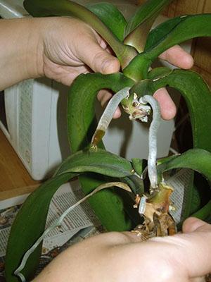 Una de las formas de propagar una orquídea es cortar un esqueje apical con raíces aéreas.