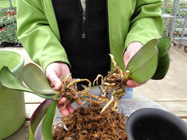 Plantar una orquídea