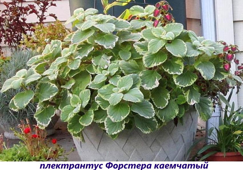 membre du plectranthus