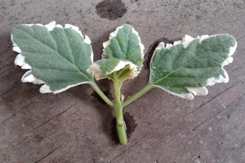 tige de plectranthus