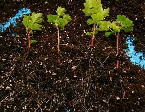 Boutures de groseilles enracinées après reproduction