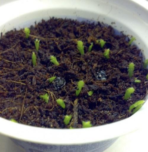 reproducción de zygocactus por semillas