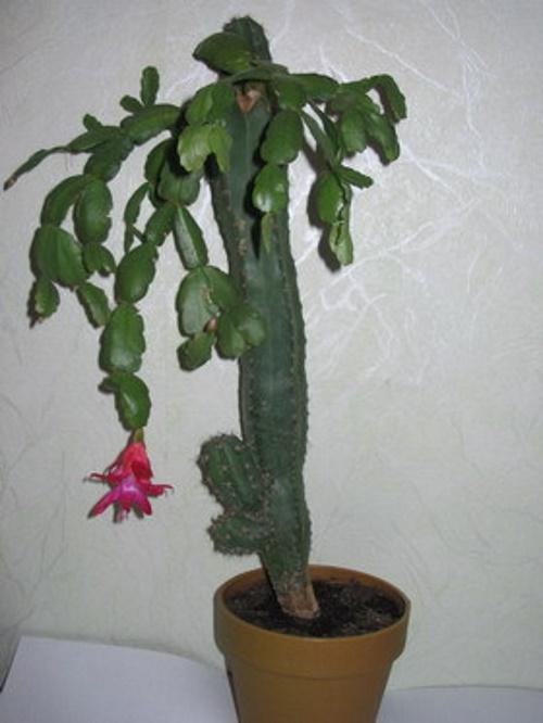 reproducción de zygocactus por injerto