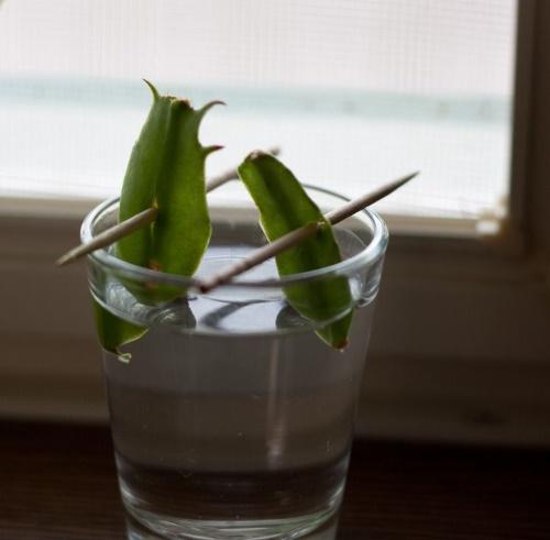 propagation des feuilles de zygocactus