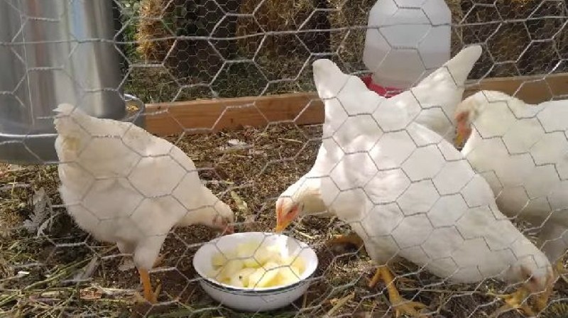 por qué las patatas son útiles para las gallinas