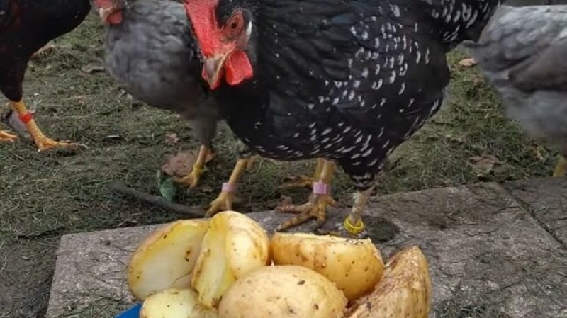 ¿Es posible dar patatas crudas a los pollos?