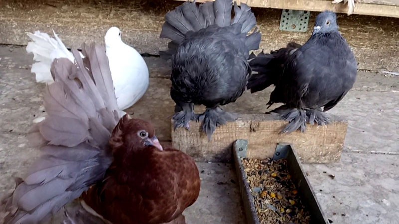 mélange de céréales pour pigeons