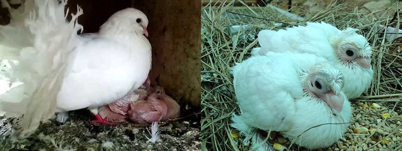 cómo criar palomas pavo real