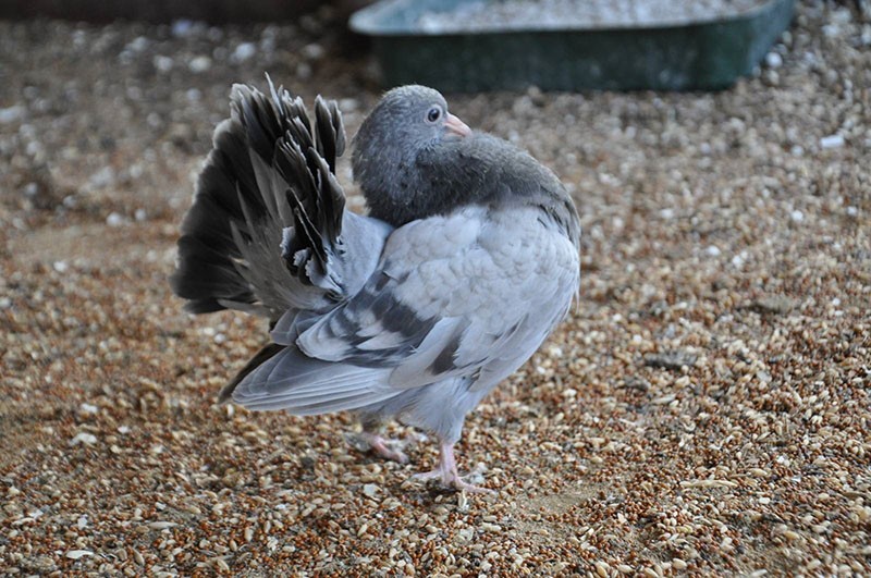 jeune pigeon