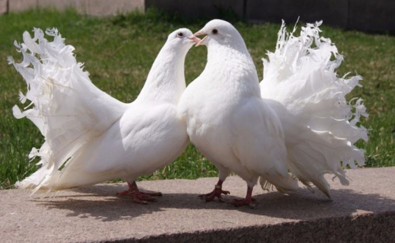 un par de pavos reales palomas