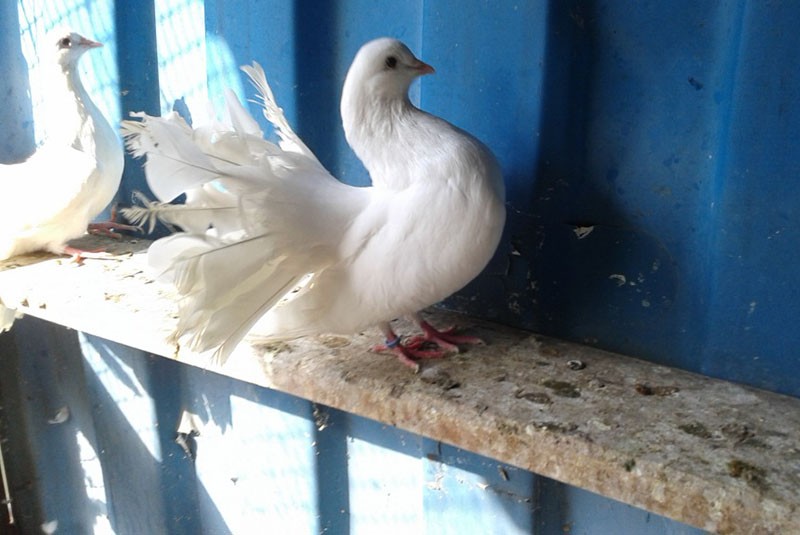 pigeonnier