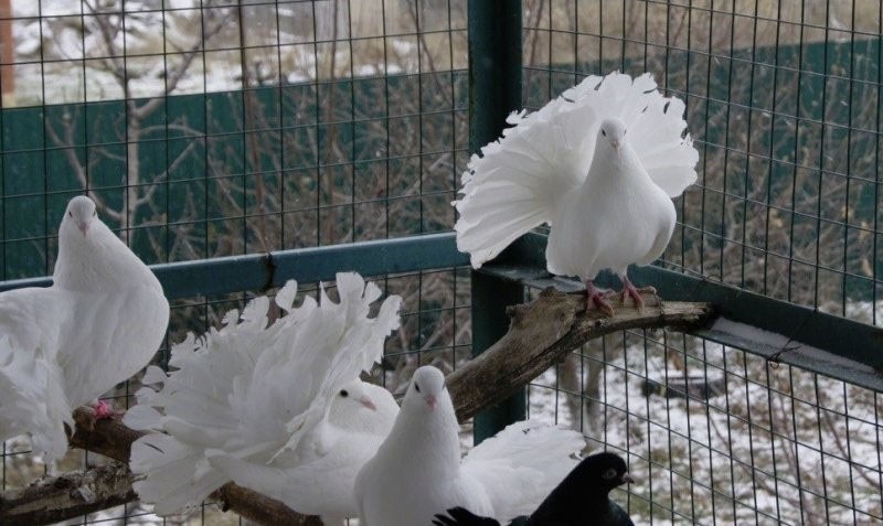 pajarera para palomas