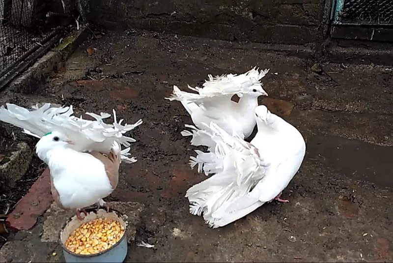alimentando palomas