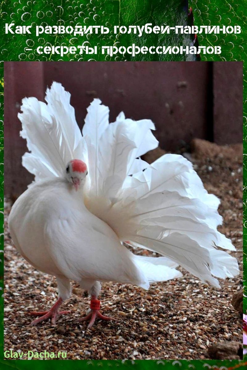 comment élever des pigeons paon