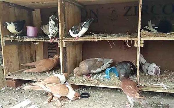 características de anidación de palomas