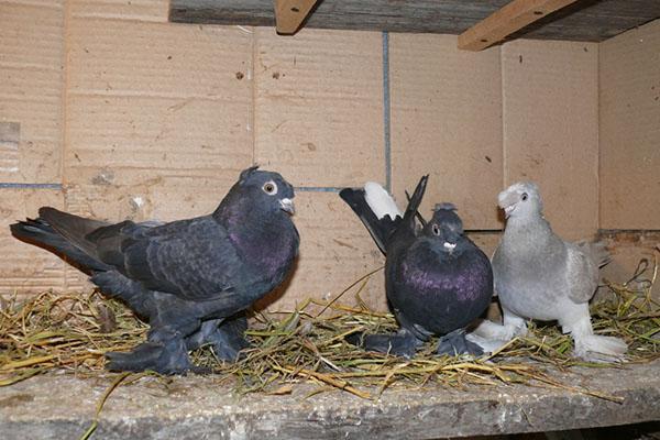 pigeons dans la volière