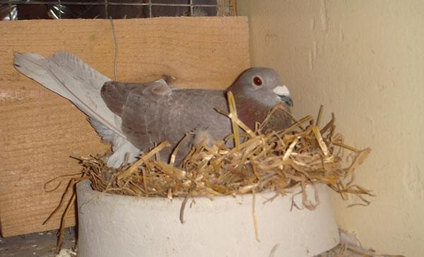 colombe sur le nid