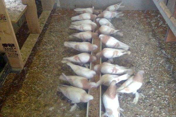 alimentando palomas