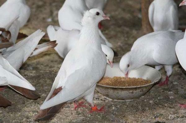 nourriture pour pigeons