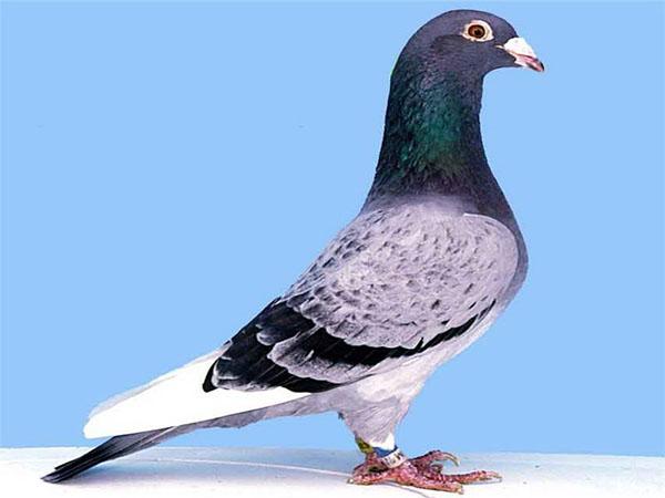 pigeons volants