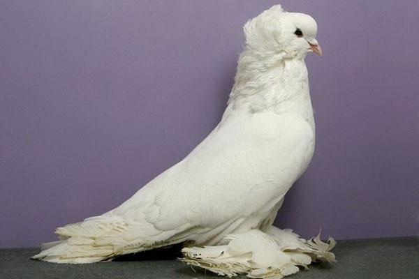 palomas decorativas