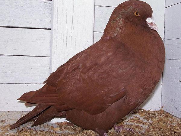 pigeon de viande
