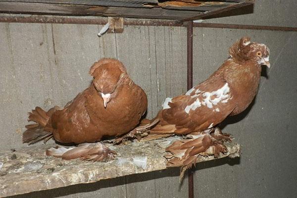 condiciones de mantenimiento de palomas