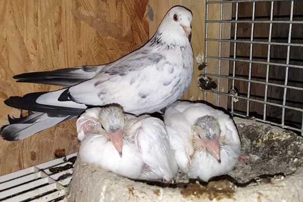 mantener palomas