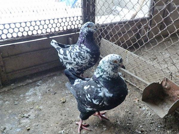 volière pour garder les pigeons