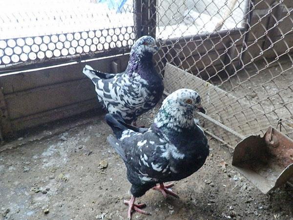 pajarera para palomas