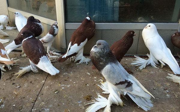 pigeons décoratifs dans le pigeonnier