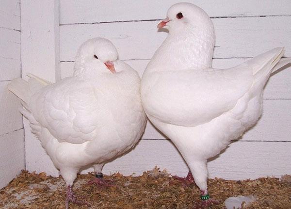 un par de palomas