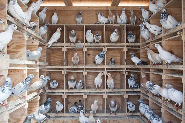 comment élever des pigeons