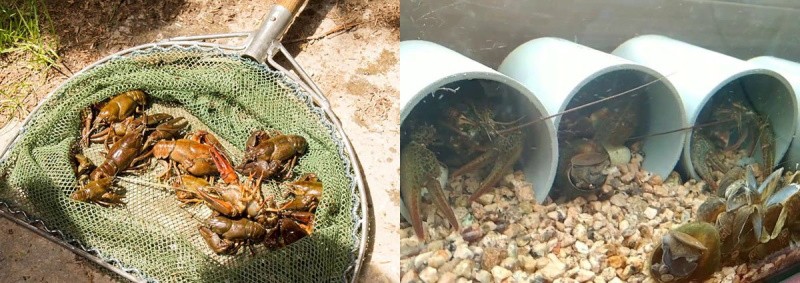 cómo criar cangrejos de río en casa