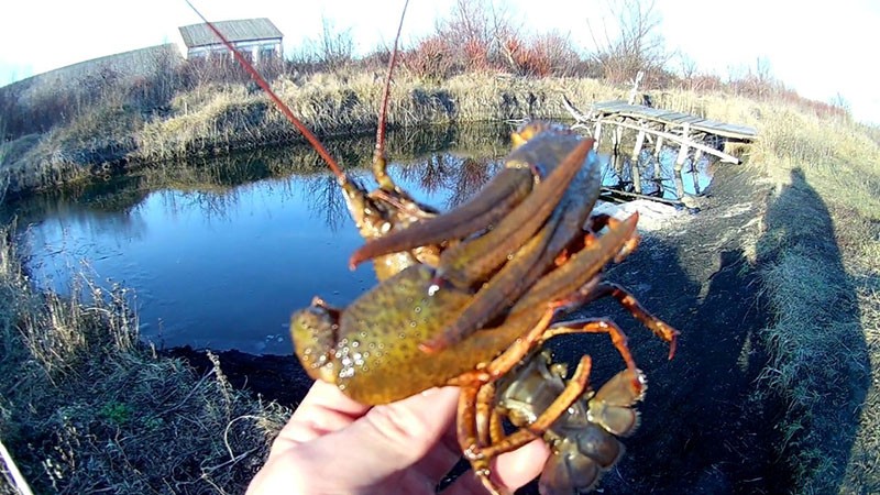 écrevisses dans un réservoir naturel